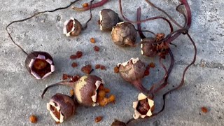 How to grow Cyclamen from Seeds [upl. by Sheila151]