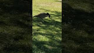 Adorable Ducks at the Pond [upl. by Haskel368]