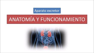 Anatomía y funcionamiento del aparato excretor [upl. by Lauritz]