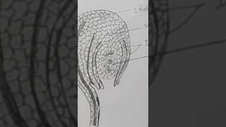 Structure Of Ovule। Structure Of Anatropus Ovule। shortsshortsvideo trendingshorts ovule [upl. by Graehl812]