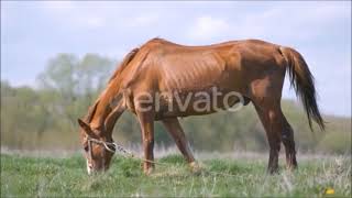 Caballos en el Campo [upl. by Ardnosak]