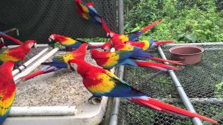 Guacamayas libres [upl. by Eelanna]