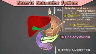 Control of the GI Tract The roles of Gastrin CCK Secretin Motilin and Gastric Inhibitory Peptide [upl. by Lehacim]