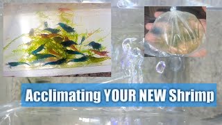 How to Acclimate Your NEW Shrimp [upl. by Ahsikat]