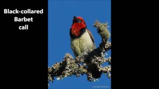 Black collared Barbet call [upl. by Amadeus]