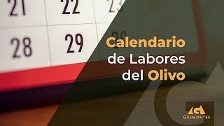 Calendario de Labores del Olivo [upl. by Mikey]