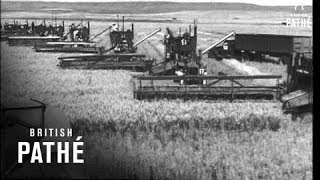 Wheat Harvest USA 1947 [upl. by Ramalahs]