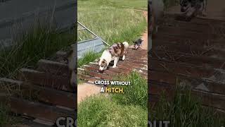 Clever Dogs Figure Out How to Get Across Cattle Guard 🐶 🙌 [upl. by Ragg]