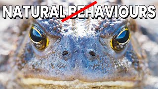 Are We Wrong About Natural Behaviours In Herpetoculture Video Essay [upl. by Viradis400]