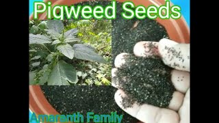 Pigweed Seeds I Amaranth Family [upl. by Judsen]