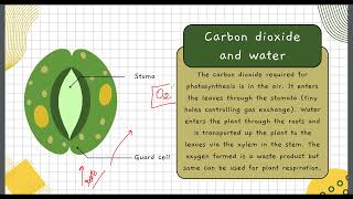 Photosynthesis process kidsknowledgepoint [upl. by Lamag]