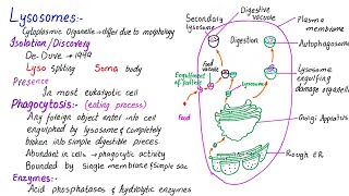 Lysosomes structure and function  class 11 [upl. by Merrily]