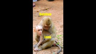 MG Luna leave newborn Luno alone Rainbow try help baby Luno Monkey 24h is live [upl. by Bodwell986]