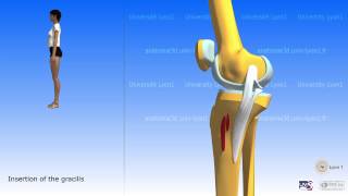 The sartorius and the muscles of the pes anserinus [upl. by Athalee]