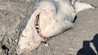 HalfEaten Shark Surfaces On Beach Leaving Beachgoers In Shock [upl. by Llehcram]