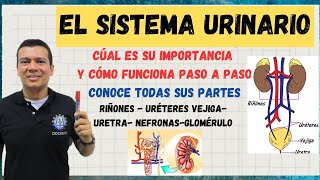 EL APARATO O SISTEMA URINARIO NEFRONAS RIÑON URETERES VEJIGA EXPLICADO CON DETALLE SISTEMA EXC [upl. by Alliw]