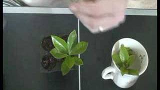 How to Clone any plant for hydroponic or regular gardening [upl. by Olnton]