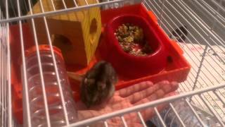 Russian Dwarf Hamster Handling  The Basics [upl. by Auop]