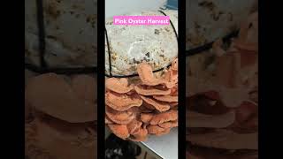 Pink Oyster Mushroom Harvest [upl. by Assej]