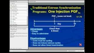 Estrus Synchronization in Heifers and Cows [upl. by Judon]