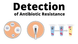 Detection Methods for Antibiotic Resistance [upl. by Dallis]