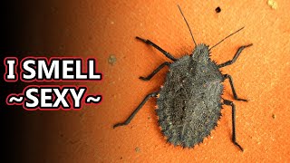 Stink Bug Facts the STINK is APPEALING 😖  Animal Fact Files [upl. by Girish]