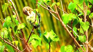 Whitecheeked barbet call 📞Psilopogon viridisGreen barbet call barbet bird sound [upl. by Wyck]