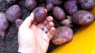 AOG  Purple Viking Potato Harvest [upl. by Jodee]