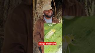 How To Handle Thrips in Green Pepper Farming thrips farming greenpepper pepper foryou shorts [upl. by Eelyahs]