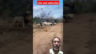 🦁Brother Lion Stops Brother From Hitting Cubs  Hoedspruit Males  Kapama Game Reserve Ckb Goat Farm [upl. by Winou]