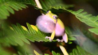 Pine Woods Treefrog [upl. by Billye]