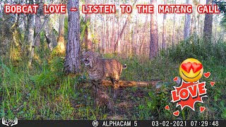 FLORIDA BOBCAT SCREAMING FOR A MATE [upl. by Cesare]