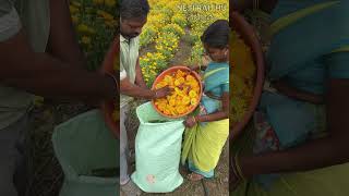 గైల్లార్డియా సాగు agriculture gaillardia flowers farming shorts shotsvideo youtubeshorts [upl. by Keir]