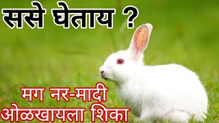 rabbits ससे घेताय मग नरमादी ओळखायला शिकाrabbits mai male female difference kaise pehechane [upl. by Eriha]