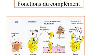 LE SYSTEME DU COMPLEMENT [upl. by Alisan]