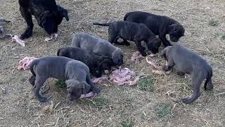 svezzamento naturale cuccioli di Cane Corso Italiano [upl. by Herrod]