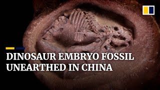 Perfectly preserved hadrosaurus embryo fossil discovered in China [upl. by Skillern]