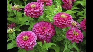 How to Make Zinnia Plant Bushy  Boost Flowering  Caring Tips  UrduHindi [upl. by Sloan]