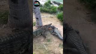 The moment the crocodile attacked was recorded on camera animals crocodile attack shorts [upl. by Baillie200]