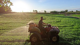 Spraying Weeds in the Teff Grass Redroot Pigweed Sucks [upl. by Ray]