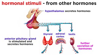 The Endocrine System [upl. by Atires81]