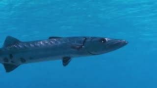 VIDEO Great Barracudas Can Swim at Speeds Up to 36 MPH  Oceana [upl. by Leventhal]