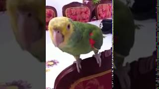 LORO BAILANDO  PARROT DANCER [upl. by Lindsay]