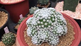 เปรียบเทียบ Mammillaria herrerae vs Mammillaria humboldtii  PB CACTUS Channel [upl. by Lyrahc783]