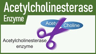 Acetylcholinesterase Enzyme [upl. by Meredi]