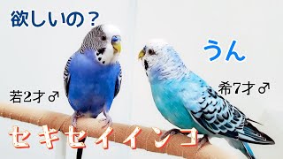 7才♂と2才♂の関係 【元保護荒鳥】 希と若 pinohana [upl. by Friede]