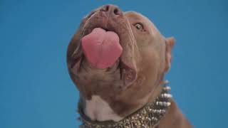 American Bully Health Understanding Hip Dysplasia [upl. by Dnalyag]