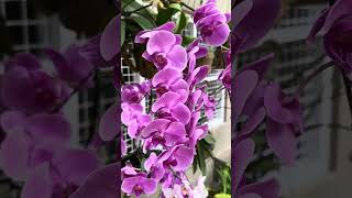 Phalenopsis varieties 🌸 flowergarden orchid orchidsgarden gardenflowerplants [upl. by Caravette]