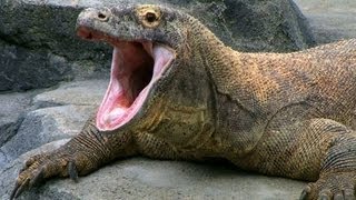 SPOTLIGHT The Komodo Dragon — Worlds Largest Living Lizard  Encyclopaedia Britannica [upl. by Huoh]