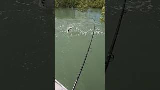 Winter Barramundi Are Jumping Out of The Water in The Gulf [upl. by Rebba126]